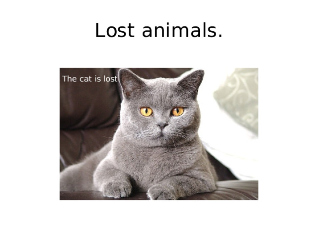 Lost animals.  The cat is lost 
