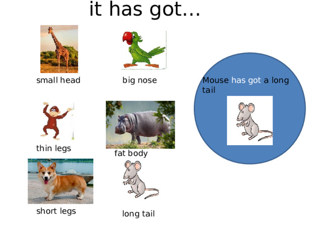 it has got… big nose small head Mouse has got a long tail thin legs fat body short legs long tail 