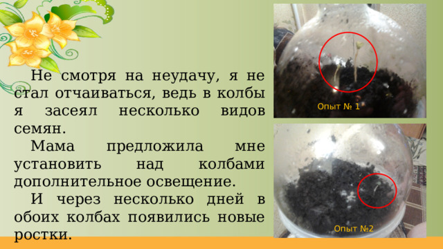Не смотря на неудачу, я не стал отчаиваться, ведь в колбы я засеял несколько видов семян. Мама предложила мне установить над колбами дополнительное освещение. И через несколько дней в обоих колбах появились новые ростки. Опыт № 1 Опыт №2 