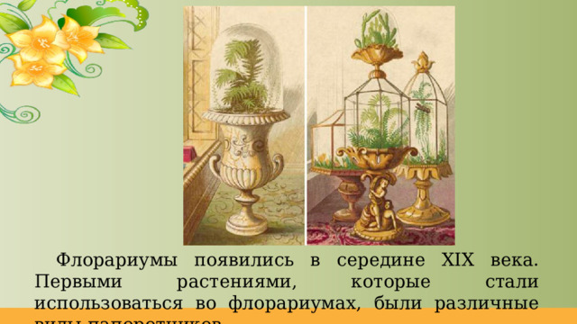 Флорариумы появились в середине XIX века. Первыми растениями, которые стали использоваться во флорариумах, были различные виды папоротников. 