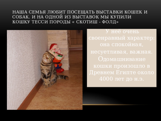 Наша семья любит посещать выставки кошек и собак. И на одной из выставок мы купили кошку Тесси породы « Скотиш - фолд»  У неё очень своенравный характер: она спокойная, несуетливая, важная. О домашнивание кошки произошло в Древнем Египте около 4000 лет до н.э. 