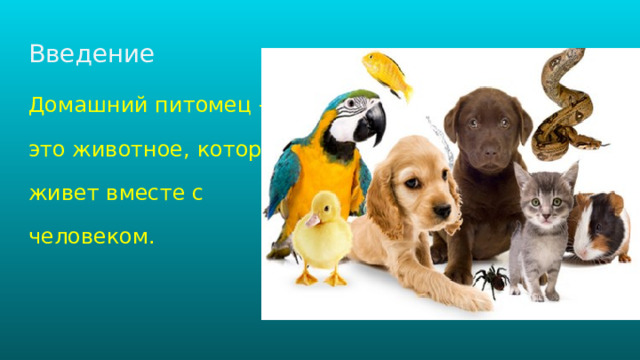 Введение Домашний питомец - это животное, которое живет вместе с человеком. 