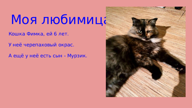Моя любимица Кошка Фимка, ей 6 лет. У неё черепаховый окрас. А ещё у неё есть сын - Мурзик. 