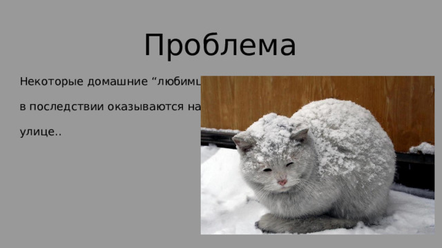 Проблема Некоторые домашние “любимцы” в последствии оказываются на улице.. 