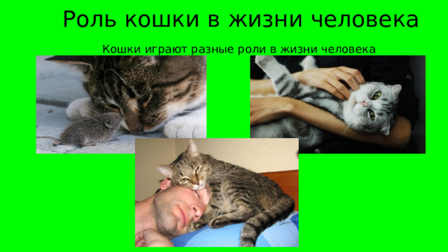  Роль кошки в жизни человека  Кошки играют разные роли в жизни человека 