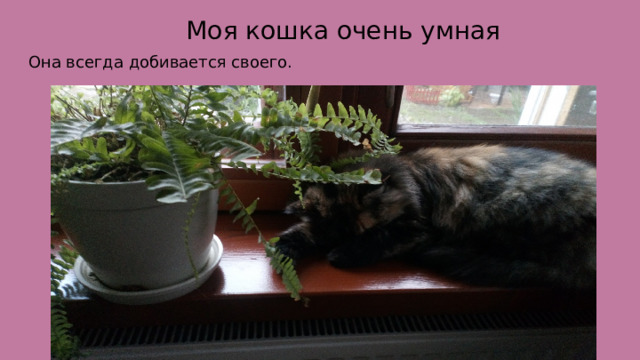  Моя кошка очень умная Она всегда добивается своего. 