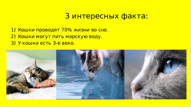  3 интересных факта: Кошки проводят 70% жизни во сне. Кошки могут пить морскую воду. У кошки есть 3-е веко. 