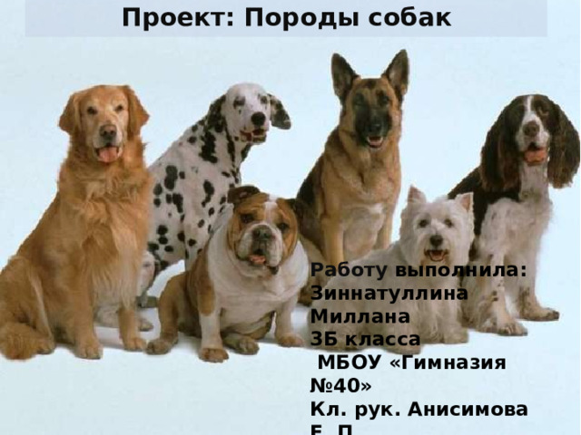 Проект: Породы собак Работу выполнила: Зиннатуллина Миллана 3Б класса  МБОУ «Гимназия №40» Кл. рук. Анисимова Е. П. 2017-2018 уч. год Г. Казань  