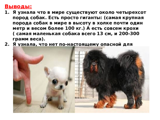 Выводы: Я узнала что в мире существуют около четырехсот пород собак. Есть просто гиганты: (самая крупная порода собак в мире в высоту в холке почти один метр и весом более 100 кг.) А есть совсем крохи ( самая маленькая собака всего 13 см, и 200-300 грамм веса). Я узнала, что нет по-настоящему опасной для человека собаки – все зависит от правильной дрессировки четвероногого друга, всё зависит от человека, который её взял и как о ней заботиться. 