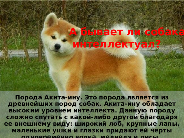 А бывает ли собака  интеллектуал? Введите подпись или утверждение Порода Акита-ину. Это порода является из древнейших пород собак. Акита-ину обладает высоким уровнем интеллекта. Данную породу сложно спутать с какой-либо другой благодаря ее внешнему виду: широкий лоб, крупные лапы, маленькие ушки и глазки придают ей черты одновременно волка, медведя и лисы. 5 