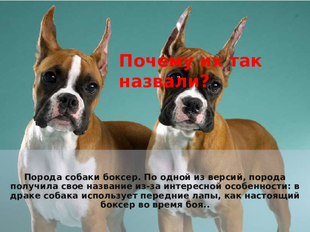 Почему их так назвали? Порода собаки боксер. По одной из версий, порода получила свое название из-за интересной особенности: в драке собака использует передние лапы, как настоящий боксер во время боя. . 