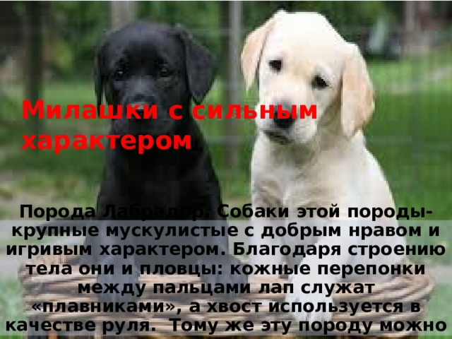 Милашки с сильным характером Порода Лабрадор. Собаки этой породы- крупные мускулистые с добрым нравом и игривым характером. Благодаря строению тела они и пловцы: кожные перепонки между пальцами лап служат «плавниками», а хвост используется в качестве руля. Тому же эту породу можно считать поводырями. 