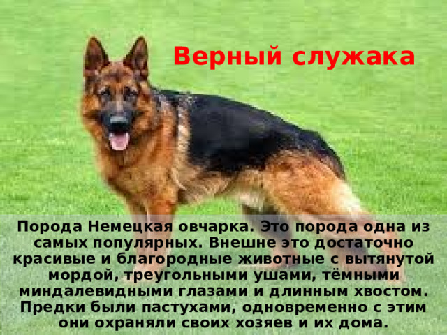 Верный служака Порода Немецкая овчарка. Это порода одна из самых популярных. Внешне это достаточно красивые и благородные животные с вытянутой мордой, треугольными ушами, тёмными миндалевидными глазами и длинным хвостом. Предки были пастухами, одновременно с этим они охраняли своих хозяев и их дома. 