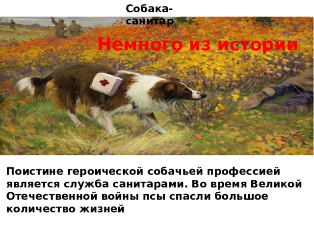 Собака- санитар Немного из истории Поистине героической собачьей профессией является служба санитарами. Во время Великой Отечественной войны псы спасли большое количество жизней 