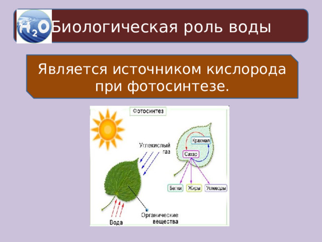Биологическая роль воды Является источником кислорода при фотосинтезе. 