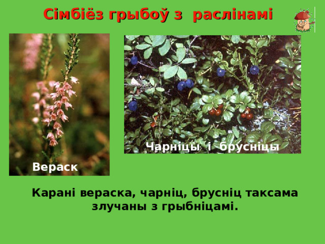 НАШ ЗЕЛЕНЫЙ МИР