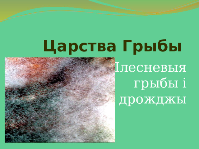 Царства Грыбы Плесневыя грыбы і дрожджы 