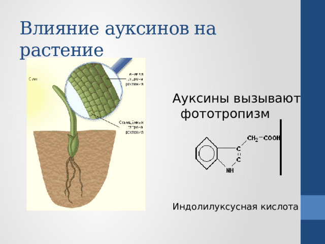 Влияние ауксинов на растение Ауксины вызывают фототропизм Индолилуксусная кислота 