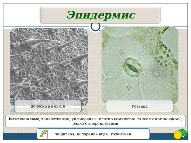 Плотно расположенные