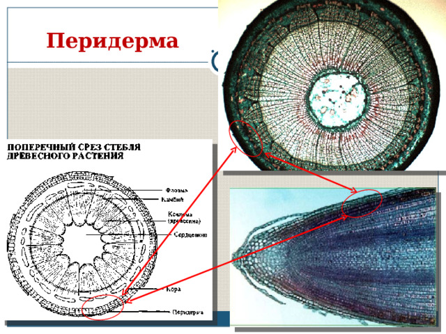 Каким номером на рисунке обозначена совокупность тканей расположенных снаружи от камбия