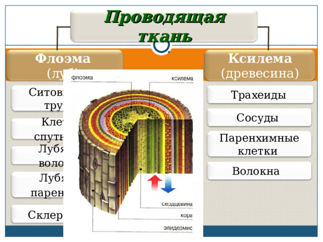 Луб ткань. Проводящая ткань Ксилема и флоэма. Ткани растений Ксилема флоэма. Ксилема флоэма аэренхима. Луб флоэма древесина Ксилема.