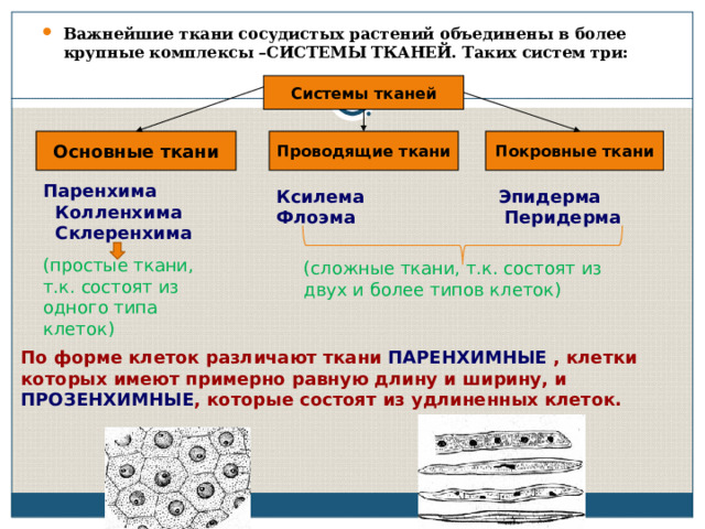 Системы тканей. Паренхима склеренхима колленхима. Система тканей. Склеренхима Проводящая ткань. Простые и сложные ткани.