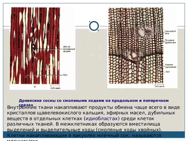 Внутренняя ткань. Смоляные ходы ткань. Смоляной канал древесины сосны. Смоляной ход на поперечном и продольном срезе. Смоляной ход на поперечном срезе.