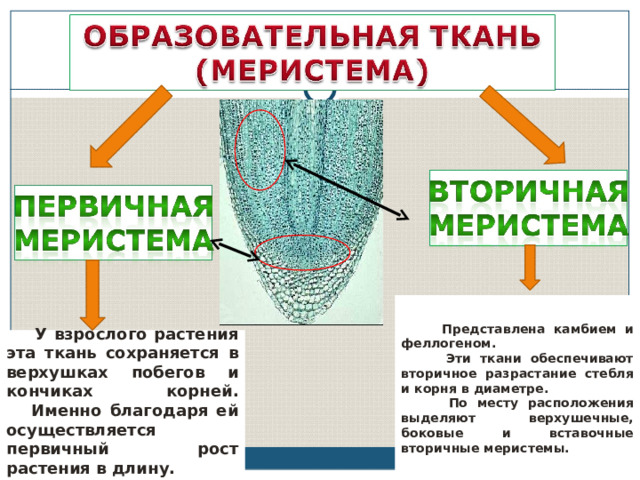 Ткань обеспечивающая рост. Первичные и вторичные растительные ткани. Образовательная ткань растений боковая меристема и камбий. Что образуется из меристемы. Феллоген образовательная ткань.