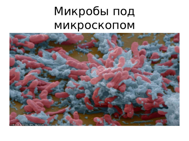 Микробы под микроскопом 