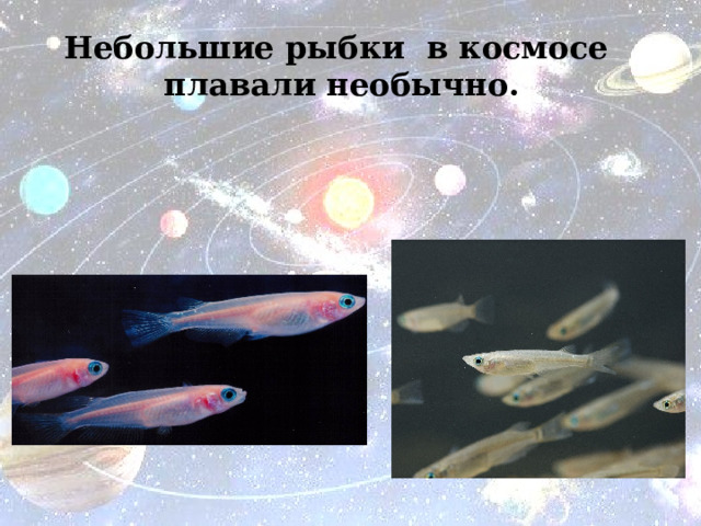Небольшие рыбки в космосе плавали необычно.   