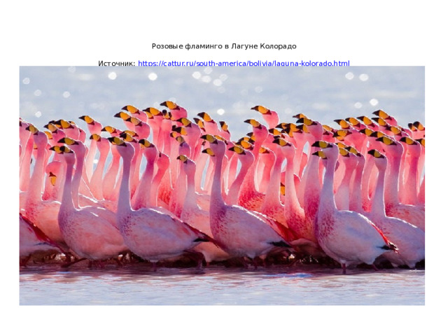    Розовые фламинго в Лагуне Колорадо   Источник:  https://cattur.ru/south-america/bolivia/laguna-kolorado.html 