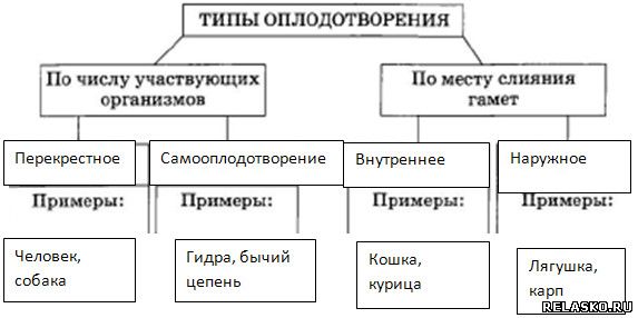 Виды оплодотворения схема