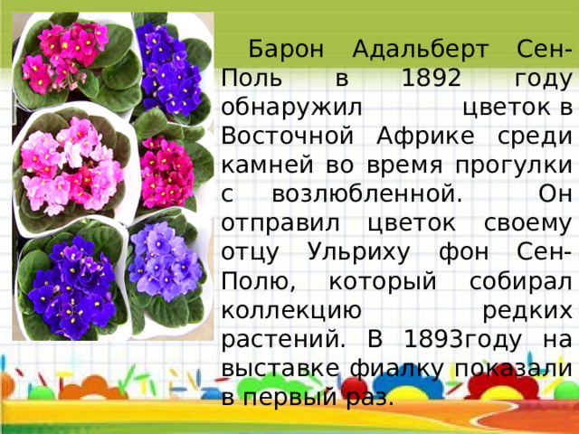  Барон Адальберт Сен-Поль в 1892 году обнаружил цветок в Восточной Африке среди камней во время прогулки с возлюбленной. Он отправил цветок своему отцу Ульриху фон Сен-Полю, который собирал коллекцию редких растений. В 1893году на выставке фиалку показали в первый раз. 