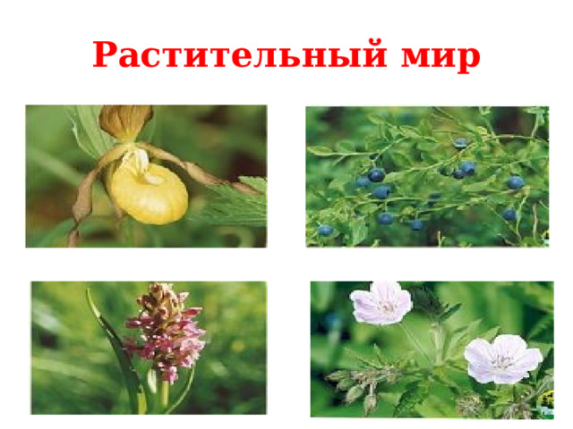 Растительный мир 