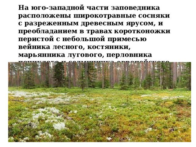 На юго-западной части заповедника расположены широкотравные сосняки с разреженным древесным ярусом, и преобладанием в травах коротконожки перистой с небольшой примесью вейника лесного, костяники, марьянника лугового, перловника пониклого и седмичника европейского. 
