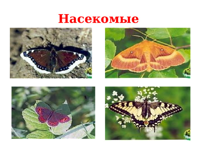 Насекомые  