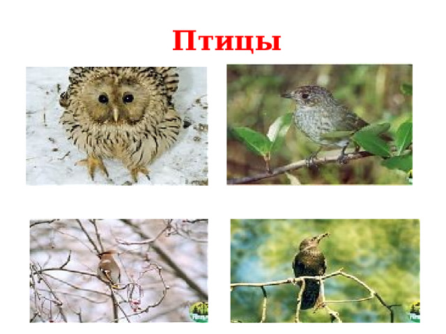 Птицы  