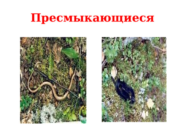 Пресмыкающиеся  