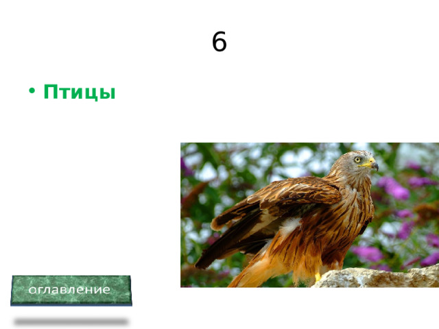 6 Птицы 