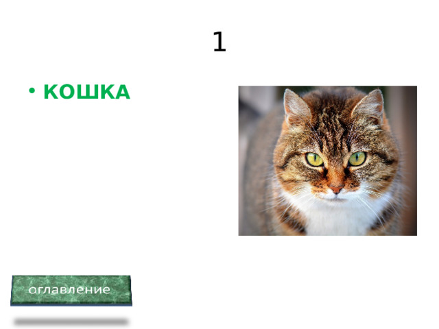 1 КОШКА 