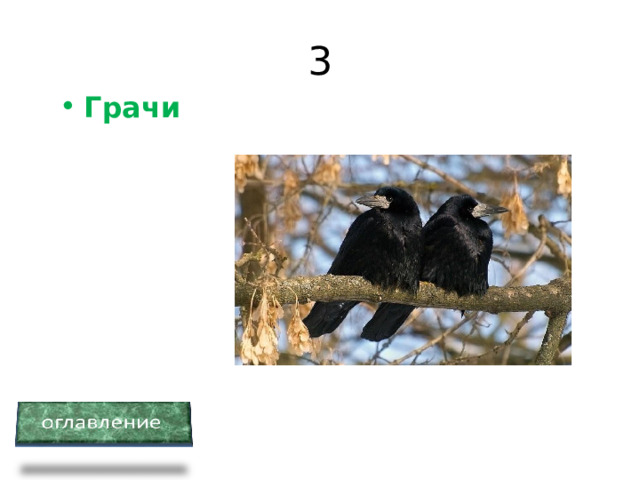 3 Грачи 