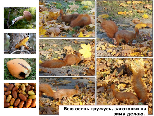 Презентация как готовятся животные к зиме готовятся