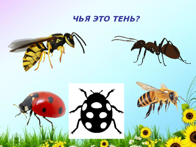 ЧЬЯ ЭТО ТЕНЬ? 
