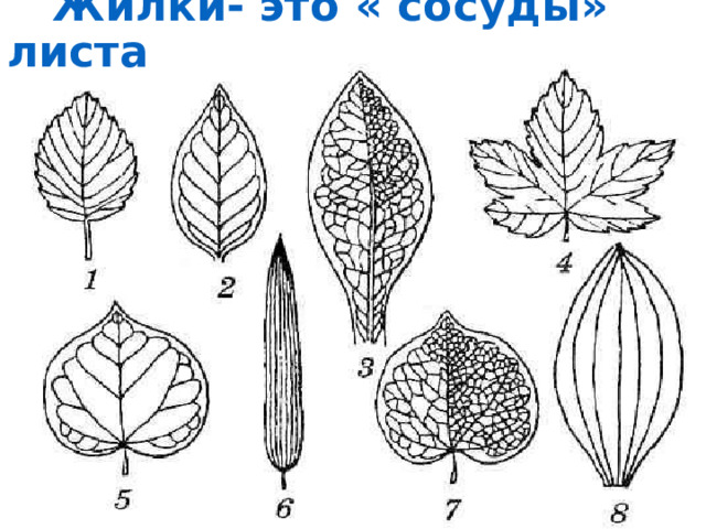  Жилки- это « сосуды» листа 