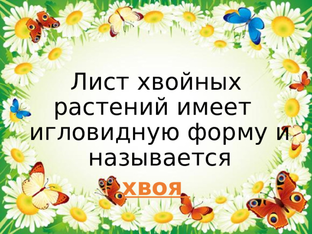 Лист хвойных растений имеет игловидную форму и называется хвоя 