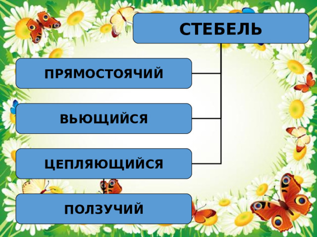 СТЕБЕЛЬ ПРЯМОСТОЯЧИЙ ВЬЮЩИЙСЯ ЦЕПЛЯЮЩИЙСЯ ПОЛЗУЧИЙ 