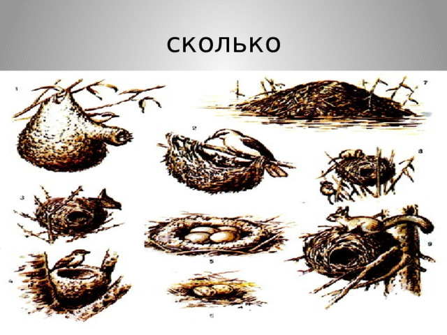 сколько 