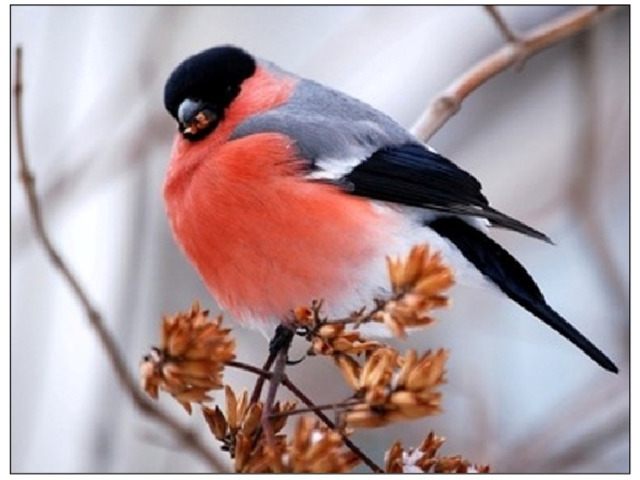 Красногрудый, чернокрылый,, Любит зернышки клевать. С первым снегом на рябине Он появится опять. 