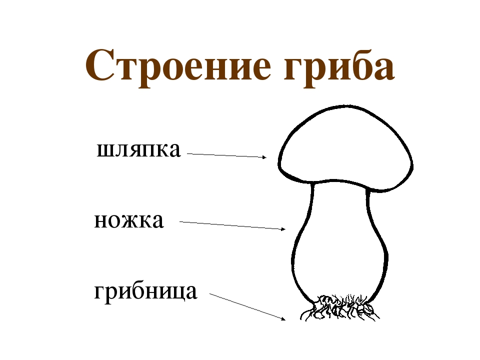 Исследование Строения Шляпочного Гриба: …