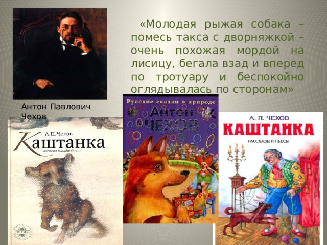  «Молодая рыжая собака – помесь такса с дворняжкой – очень похожая мордой на лисицу, бегала взад и вперед по тротуару и беспокойно оглядывалась по сторонам» Антон Павлович Чехов 